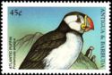 Atlantic Puffin (Fratercula arctica)